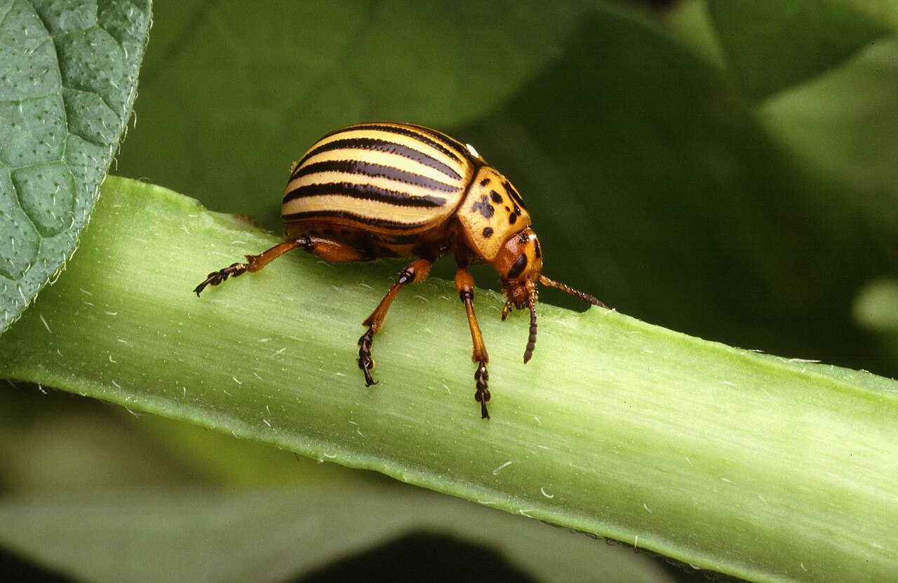 Kolorādo vabole (Leptinotarsa decemlineata) — pieaugusi vabole ar melni dzeltenām svītrām uz kartupeļu lapas