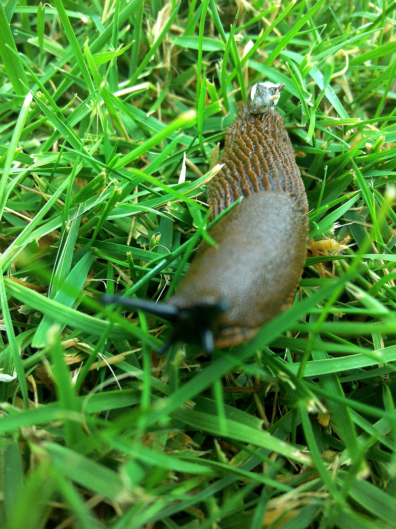 Spānijas kailgliemezis (Arion vulgaris) — liels brūns kailgliemezis zālē