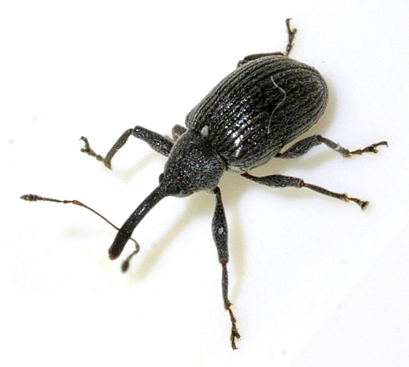 Zemeņu smecernieks (Anthonomus rubi) — maza melna vabolīte ar garu snuķi