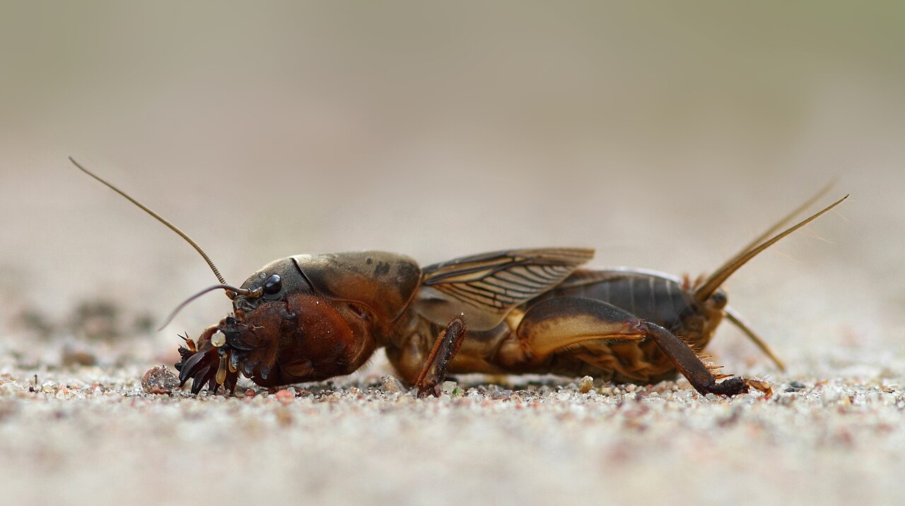 Zemesvēzis (Gryllotalpa gryllotalpa) uz smilšainas augsnes — brūns, ar spēcīgām racējkājām